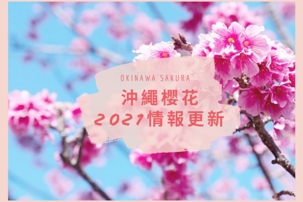 2022年沖繩櫻花情報更新